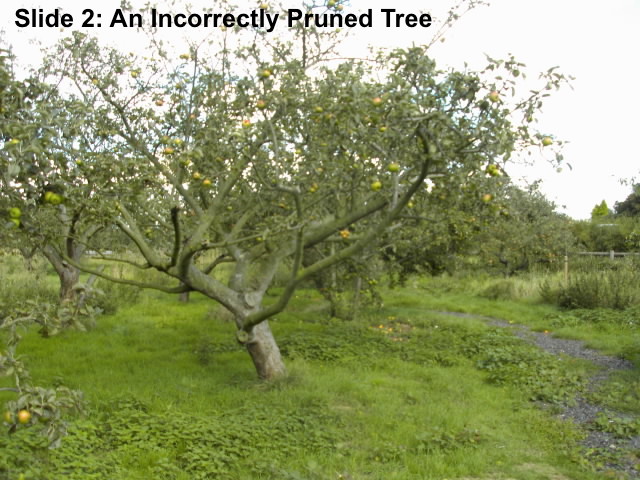 Slide 2: This is an Incorrectly Pruned Tree