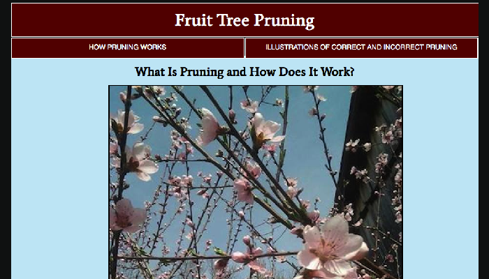 Fruit Tree Pruning