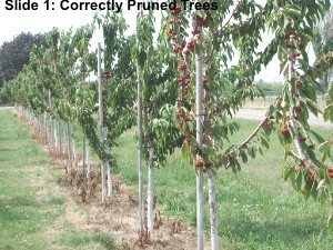 Slide 1: These are Correctly Pruned Trees