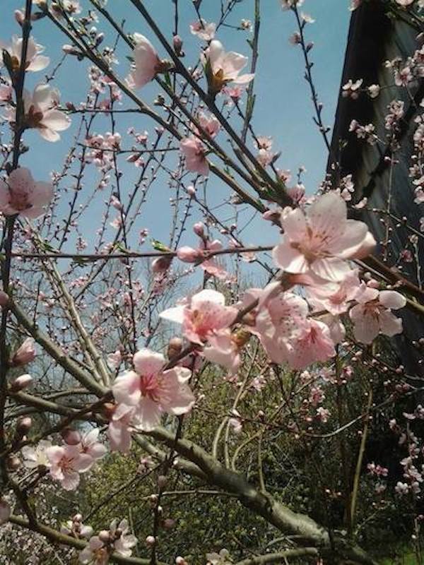Flowering Peach Tree
